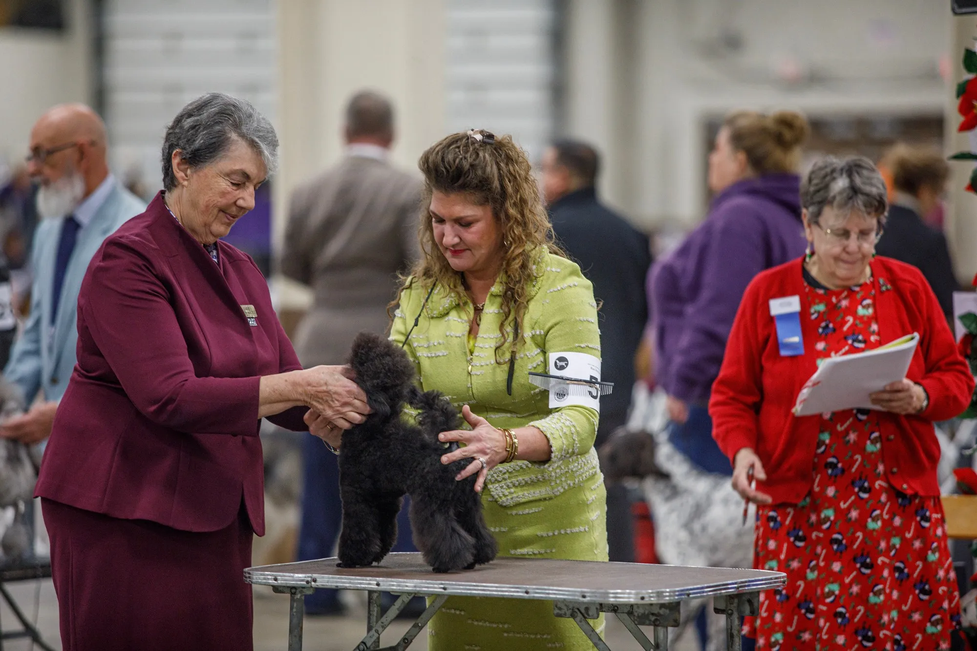 Chelsay Paul of Madison, Ohio shows Kooper, a 16 month-old toy poodle from England during the Allentown Dog Show December 11, 2025, at the Agriplex in Allentown. (Jane Therese/Special to The Morning Call)