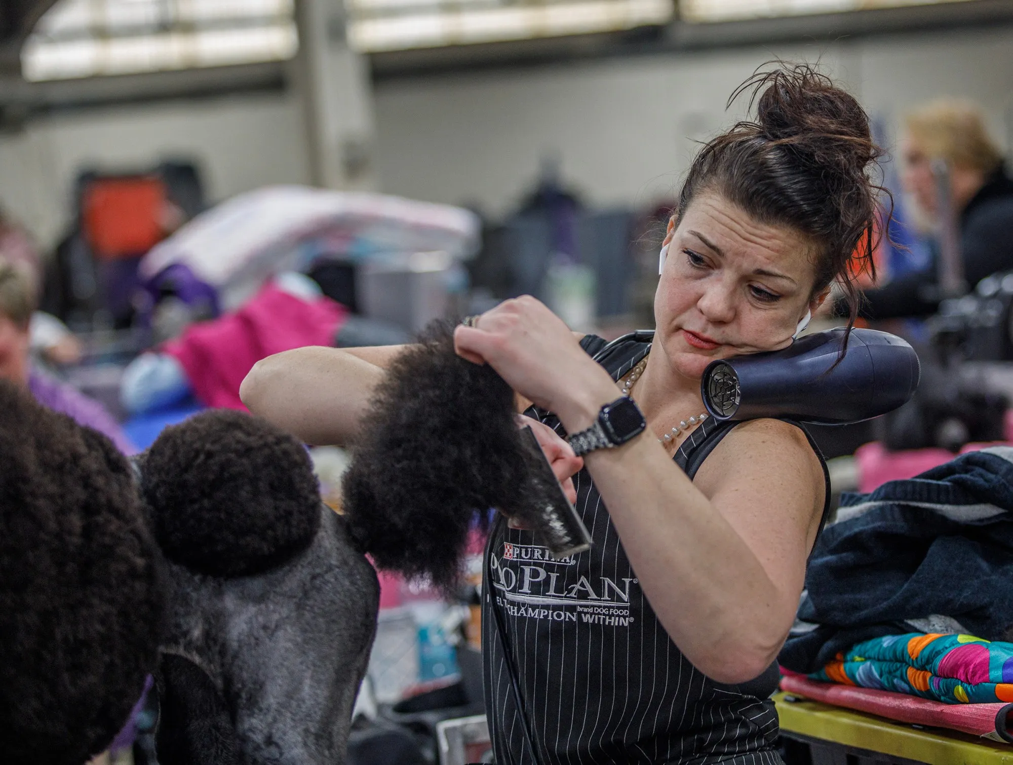 Krystal Sullivan of Hanover, Mass. balances a hair dryer while grooming Rosie, 2, a standard poodle during the Allentown Dog Show December 11, 2025, at the Agriplex in Allentown. (Jane Therese/Special to The Morning Call)