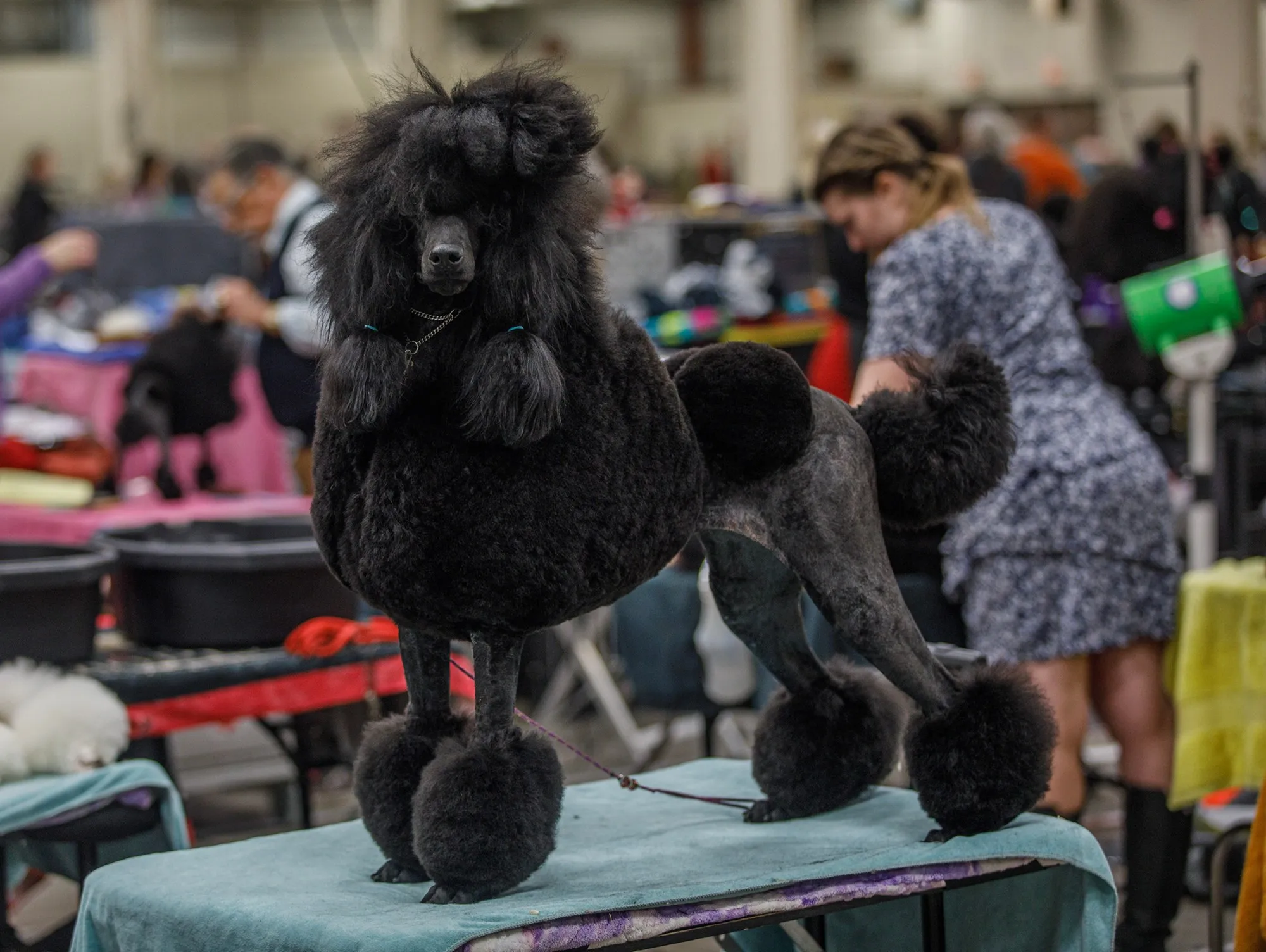 A standard poodle during the Allentown Dog Show December 11, 2025, at the Agriplex in Allentown. (Jane Therese/Special to The Morning Call)