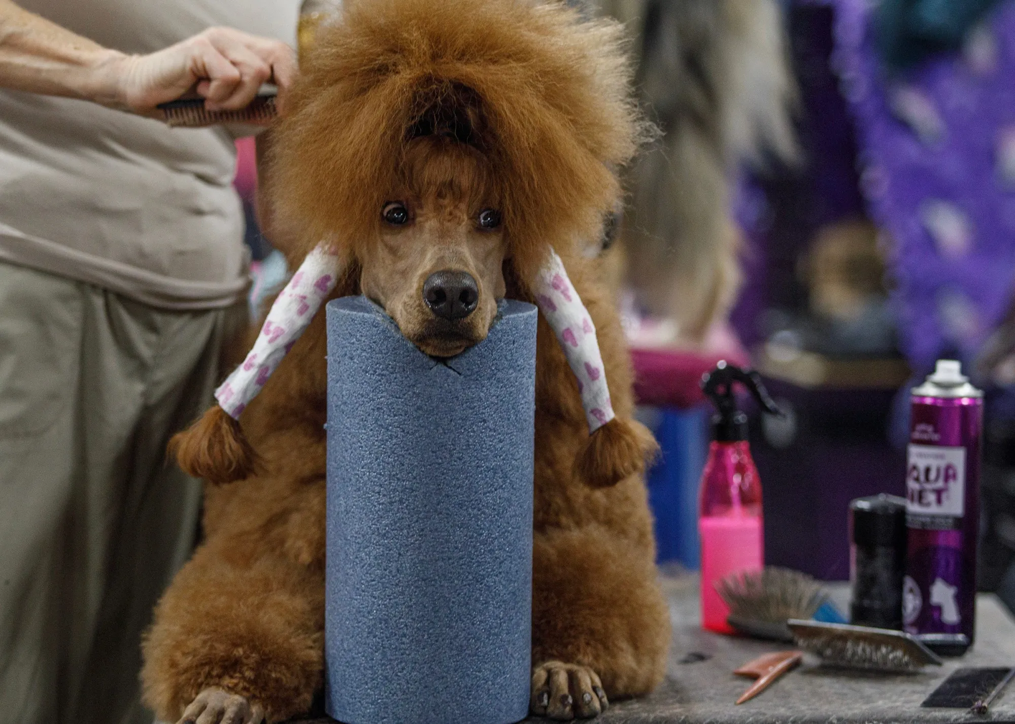 Krewe, 2, a red standard poodle is groomed by handler Gina Ryan of Allenhurst, N.J. during the Allentown Dog Show December 11, 2025, at the Agriplex in Allentown. (Jane Therese/Special to The Morning Call)