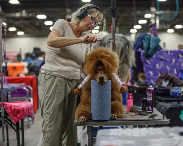 Handler Gina Ryan of Allenhurst, N.J. grooms Krewe, 2, a red standard poodle during the Allentown Dog Show December 11, 2025, at the Agriplex in Allentown. (Jane Therese/Special to The Morning Call)