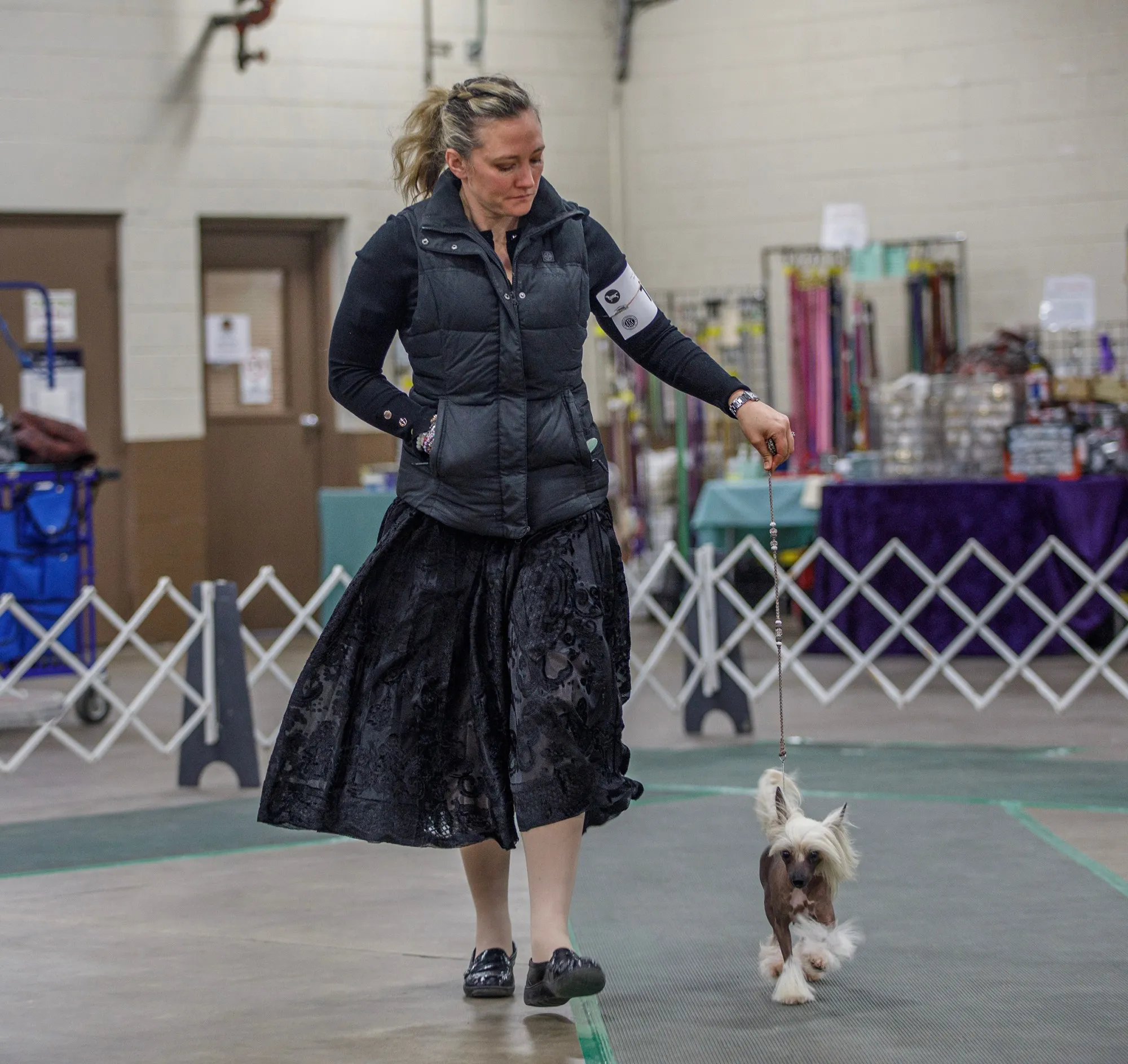 Kelly Shupp of Hellam, Pa., shows Emmy, 3, a Chinese crested, during the Allentown Dog Show December 11, 2025, at the Agriplex in Allentown. (Jane Therese/Special to The Morning Call)