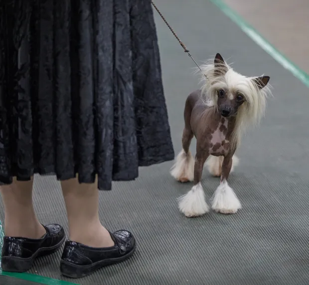 Kelly Shupp of Hellam, Pa., shows Emmy, 3, a Chinese crested, during the Allentown Dog Show December 11, 2025, at the Agriplex in Allentown. (Jane Therese/Special to The Morning Call)