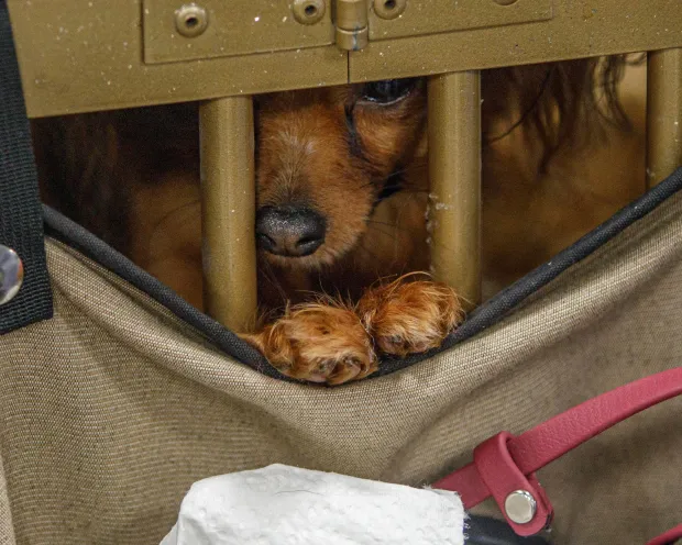 A puppy peers from its cage during the Allentown Dog Show December 11, 2025, at the Agriplex in Allentown. (Jane Therese/Special to The Morning Call)