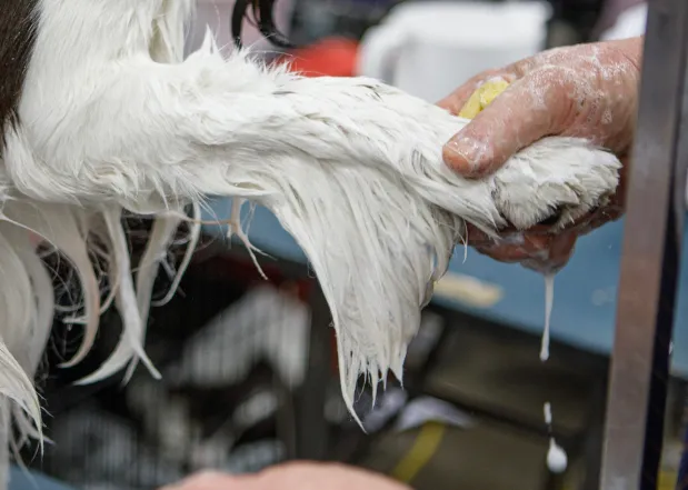 Howard Huber of Oxford, Pa., bathes Cody, 7, an English springer spaniel during the Allentown Dog Show December 11, 2025, at the Agriplex in Allentown. Cody ranks first of his breed in the country. (Jane Therese/Special to The Morning Call)