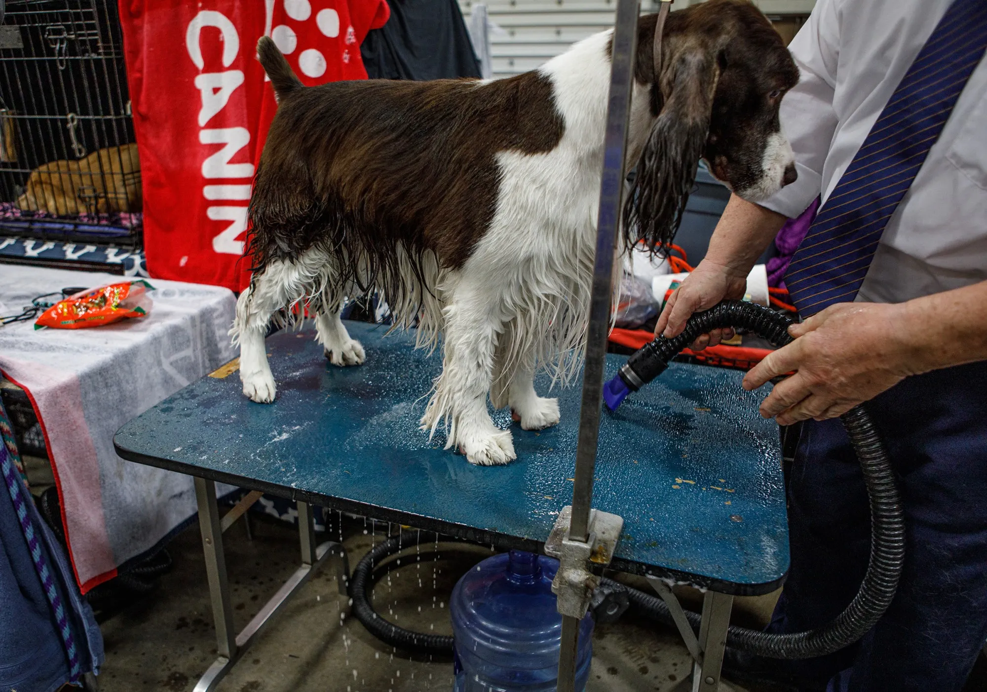 Howard Huber of Oxford, Pa., bathes Cody, 7, an English springer spaniel during the Allentown Dog Show December 11, 2025, at the Agriplex in Allentown. Cody ranks first of his breed in the country. (Jane Therese/Special to The Morning Call)