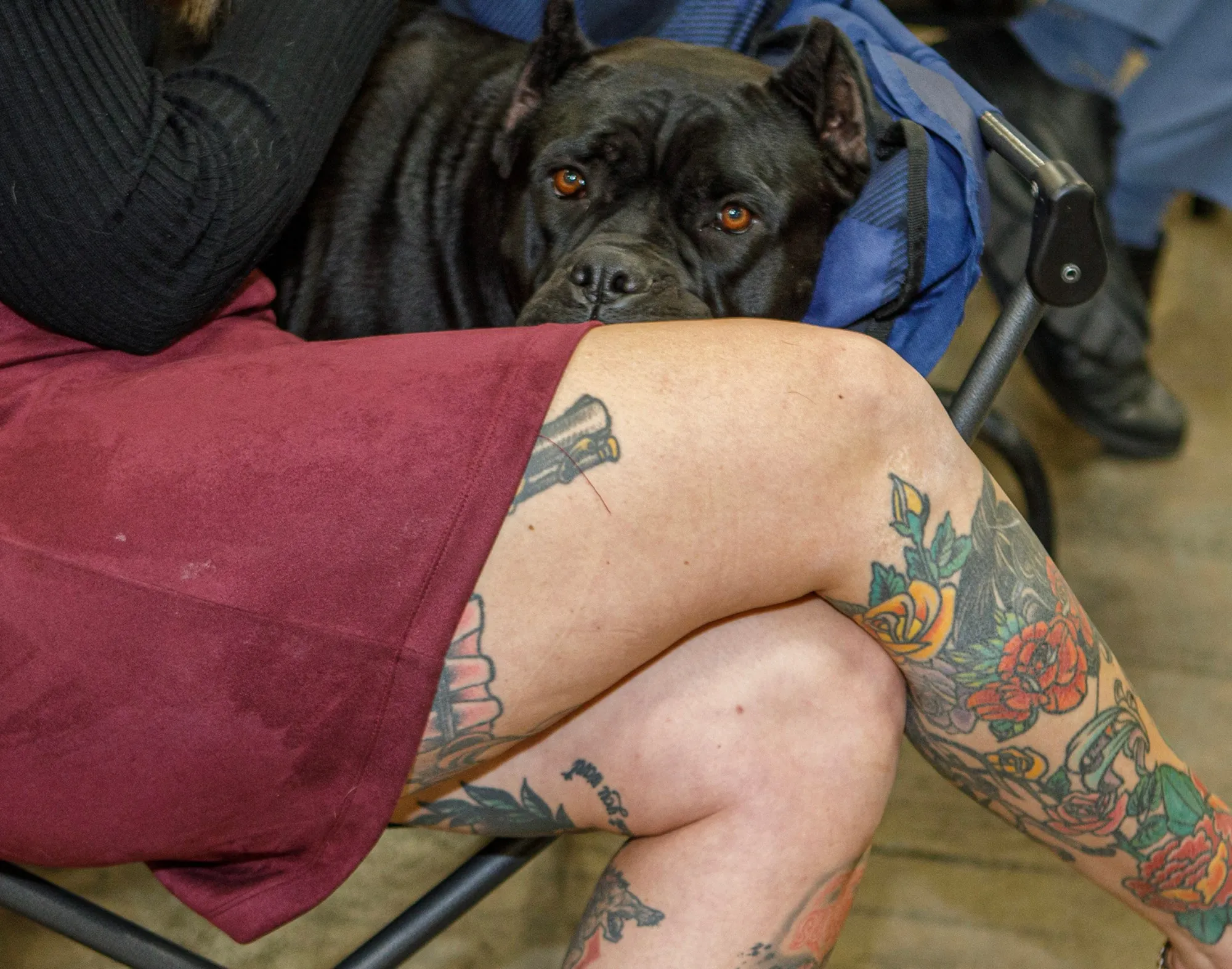 Eva, a 1-1/2 year old cane coroso, rests on Brooke Radwanski of Wall, N.J., during the Allentown Dog Show December 11, 2025, at the Agriplex in Allentown. Cody ranks first of his breed in the country. (Jane Therese/Special to The Morning Call)