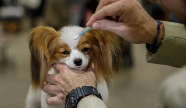 Star of Bethlehem Dog Show in Allentown