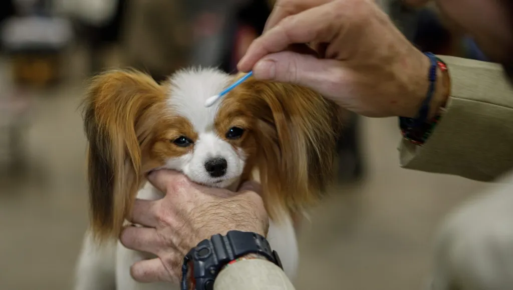 Star of Bethlehem Dog Show in Allentown