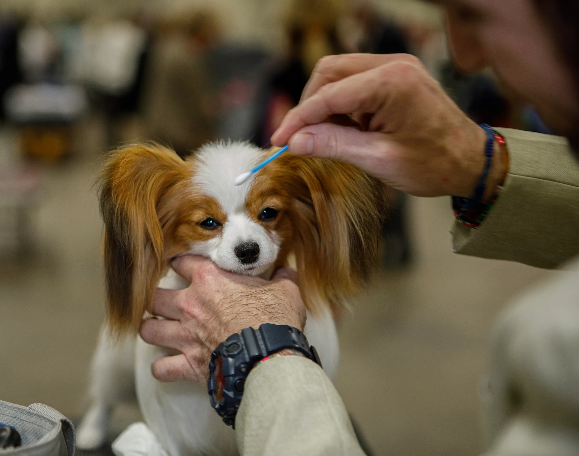 Madison, 1, a papillon, is groomed by Dave Welsh of Port Deposit, Maryland during the Allentown Dog Show December 11, 2025, at the Agriplex in Allentown. Cody ranks first of his breed in the country. (Jane Therese/Special to The Morning Call)