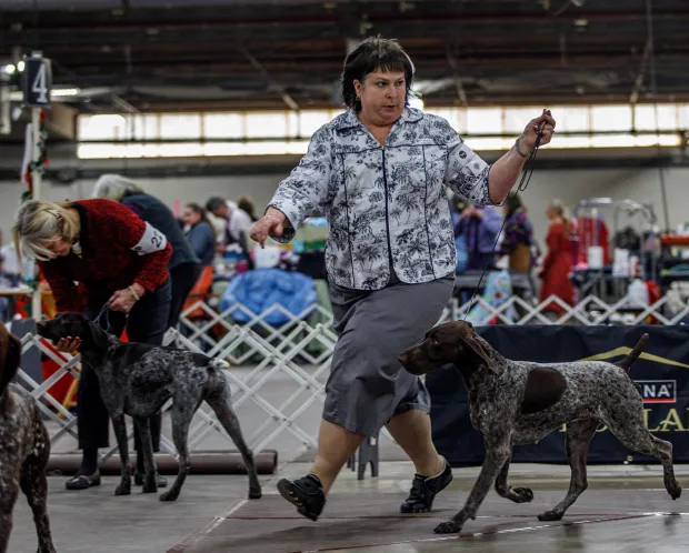 Tina Craig of Stephens City, West Va., shows Autumn, 2, a German shorthair springer spaniel Autumn, during the Allentown Dog Show December 11, 2025, at the Agriplex in Allentown. Cody ranks first of his breed in the country. (Jane Therese/Special to The Morning Call)