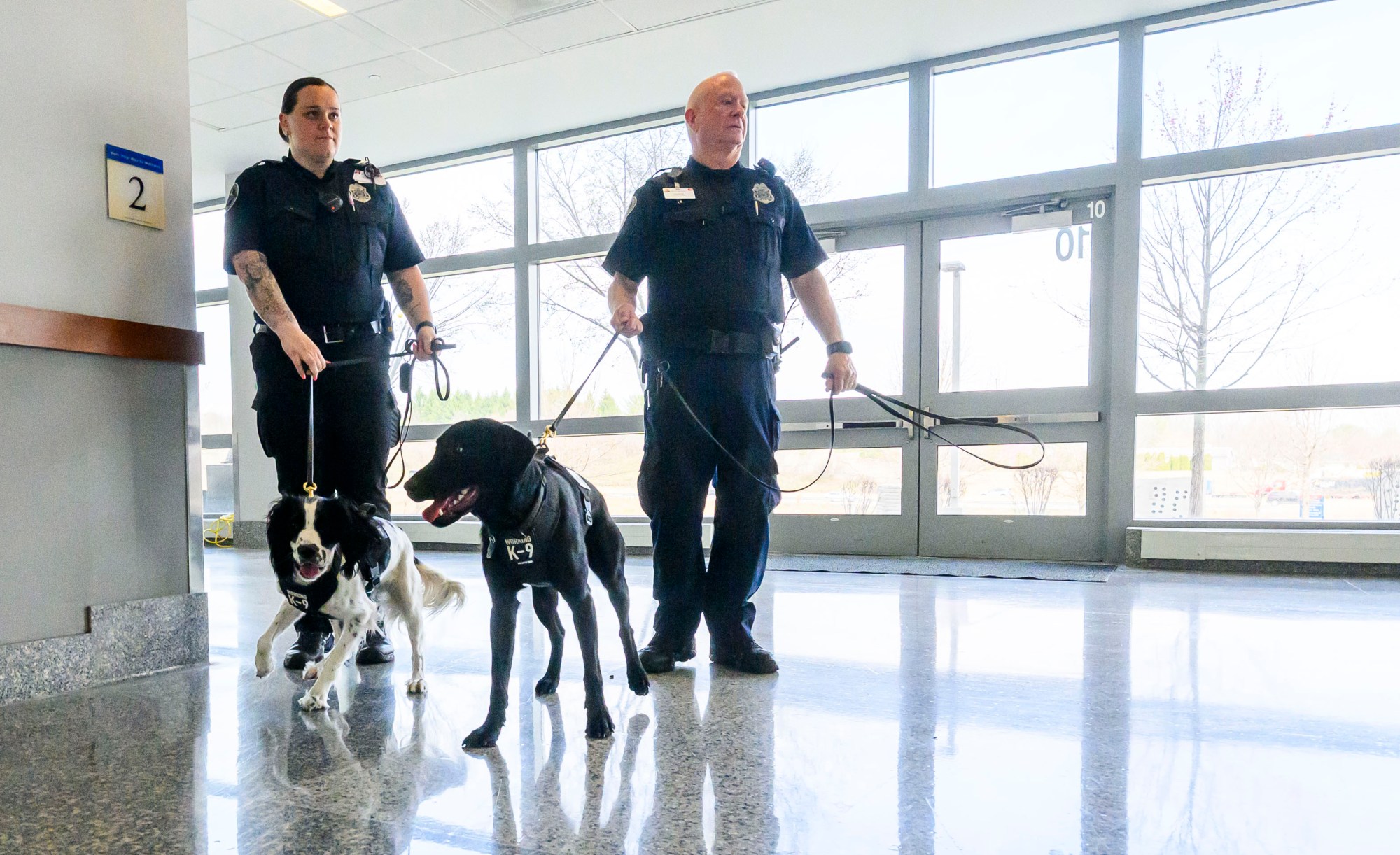 Cisco and Dexer, handled by LVHN security officers Kasey O'Connell and Ed Mayer, respectively, do scent detection drills Monday, March 31, 2025, at Lehigh Valley Hospital-Cedar Crest. After Cisco and Dexter detect a scent, they sit and get rewarded by their handler.(April Gamiz/The Morning Call)