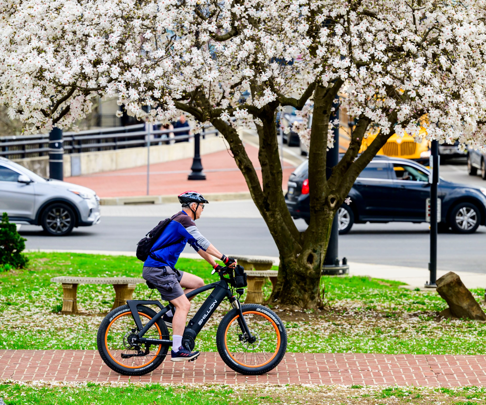 A bicyclist rides past a blooming magnolia tree Monday, March 31, 2025, in Bethlehem. Afternoon temperatures were in the 70s ahead of a cold front that was set to possibly bring severe storms and cooler weather.(April Gamiz/The Morning Call)