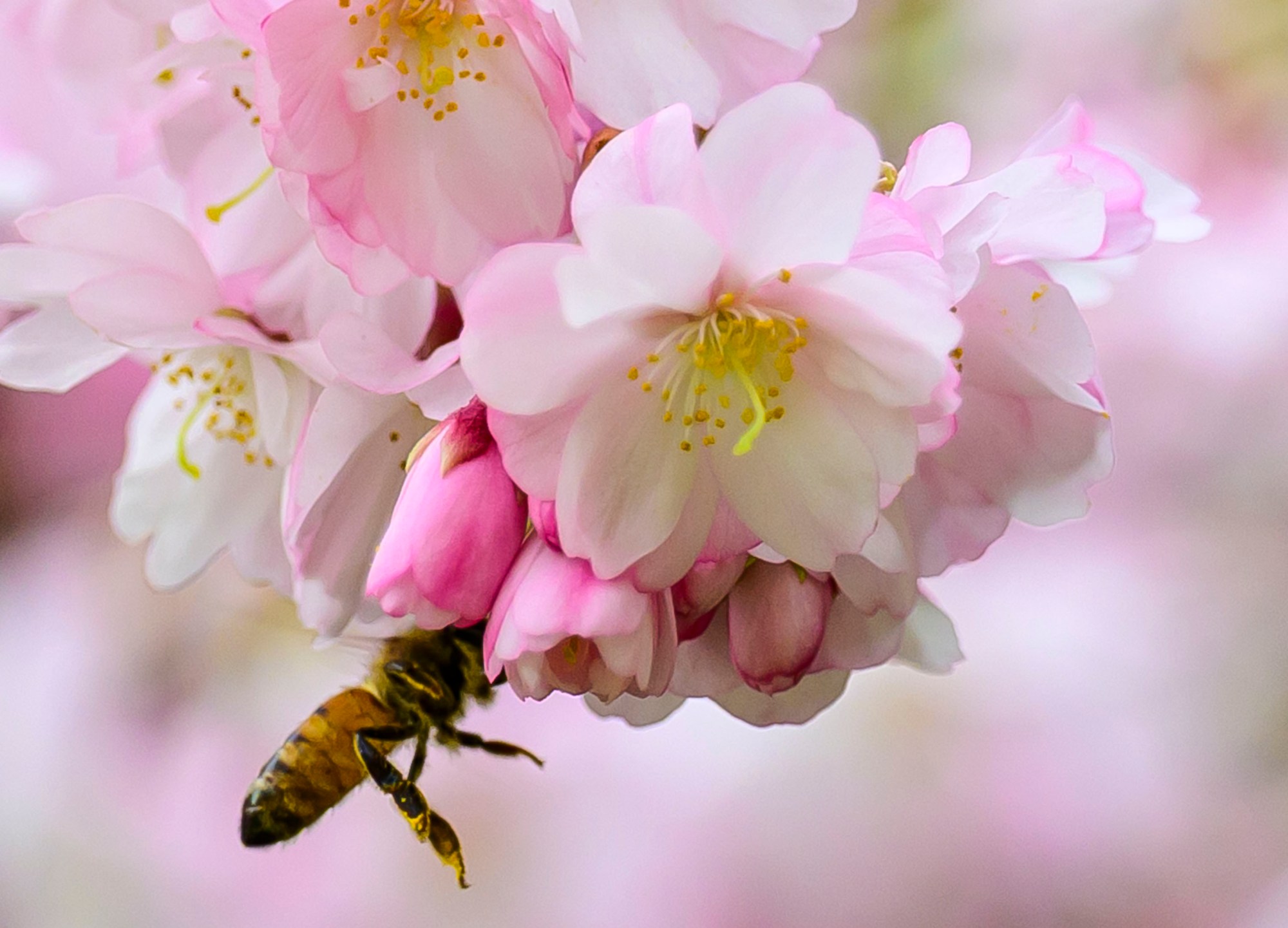 A bee collects pollen from cherry blossoms in the warm weather Monday, March 31, 2025, in Bethlehem. Afternoon temperatures were in the 70s ahead of a cold front that was set to possibly bring severe storms and cooler weather. (April Gamiz/The Morning Call)