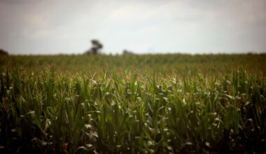 Farm in Upper Mount Bethel saved from development