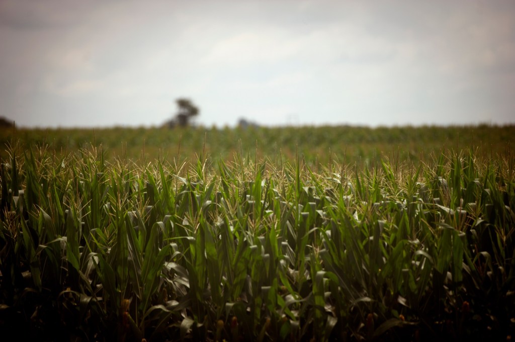 Farm in Upper Mount Bethel saved from development