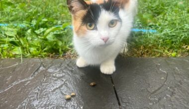 What Berks County residents need to know if they encounter a rabid animal