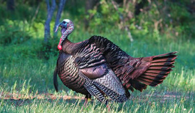 Tom Venesky: Time for Pennsylvania to follow other states' lead when it comes to turkey management?