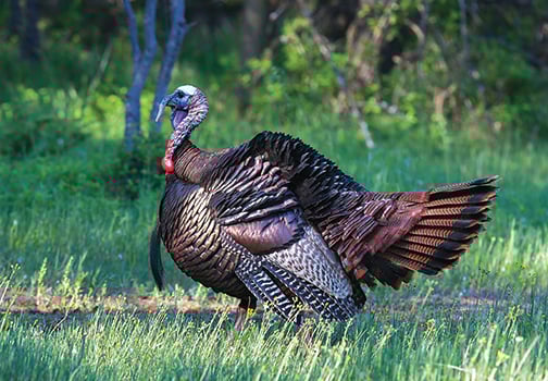 Tom Venesky: Time for Pennsylvania to follow other states' lead when it comes to turkey management?
