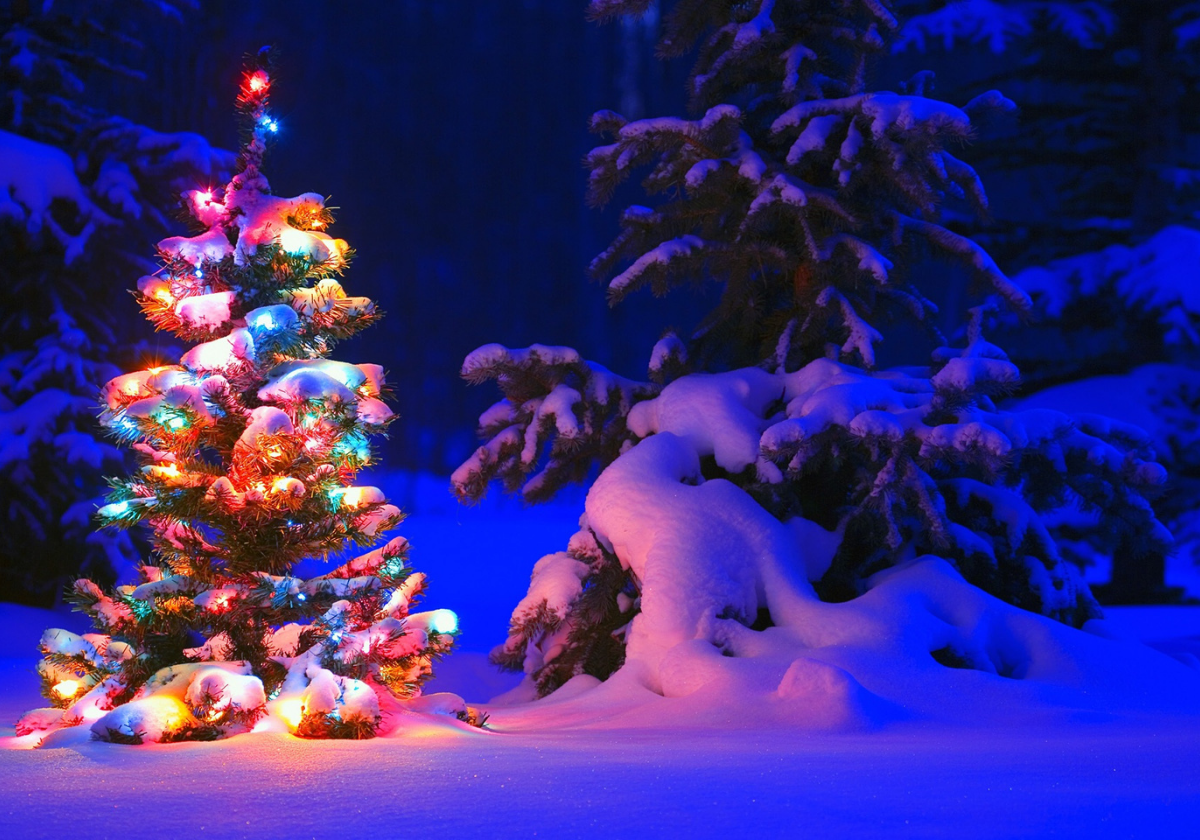 Cut Your Own Christmas Tree in Erie County: Top 5 Farms for 2025