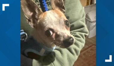 Scranton police seek public help after chihuahua found in dumpster
