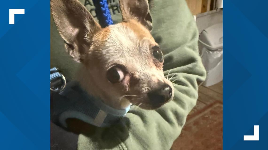 Scranton police seek public help after chihuahua found in dumpster