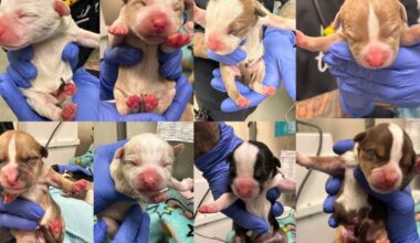 Woman finds newborn puppies abandoned at South Philadelphia Target, turns them in to Pennsylvania dog rescue