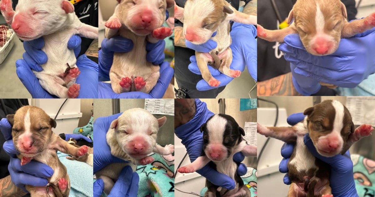 Woman finds newborn puppies abandoned at South Philadelphia Target, turns them in to Pennsylvania dog rescue