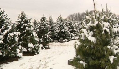 Christmas Tree Recycling Program in Allegheny County, Pittsburgh