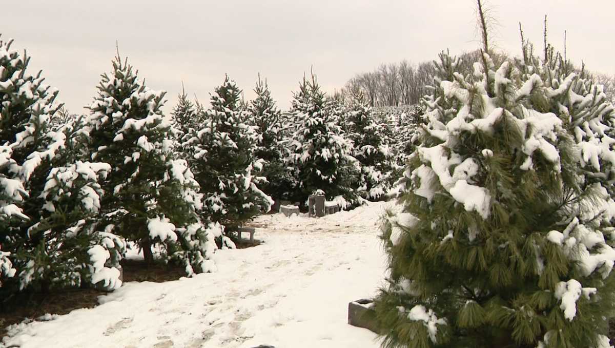 Christmas Tree Recycling Program in Allegheny County, Pittsburgh