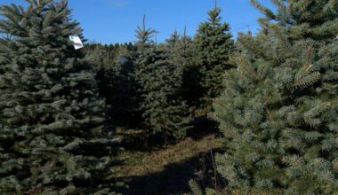 Christmas Tree Recycling: Pittsburgh, Allegheny County