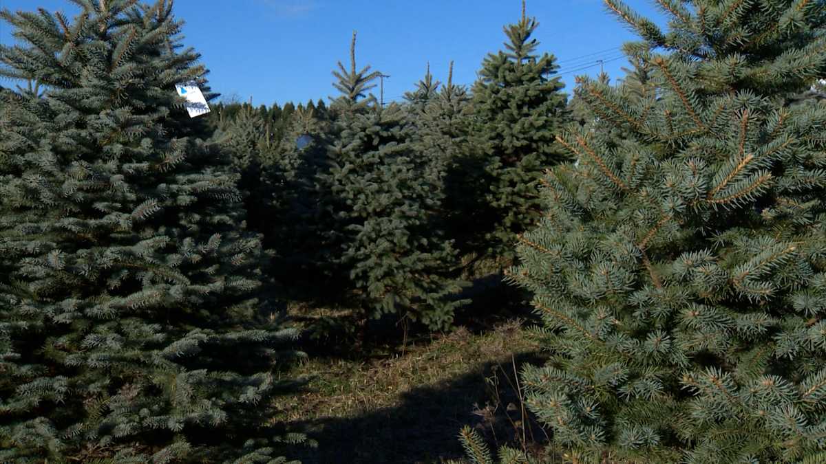 Christmas Tree Recycling: Pittsburgh, Allegheny County