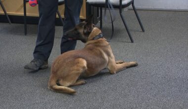 Scranton Police Department mourns loss of K-9 Officer Scout