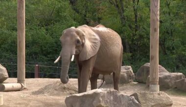 Pittsburgh Zoo faces lawsuit over transfer of elephants to conservation center