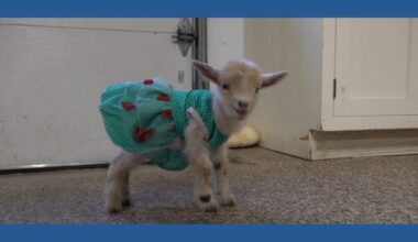 Baby goats go to Bethlehem just in time for Christmas