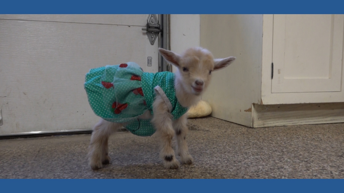 Baby goats go to Bethlehem just in time for Christmas