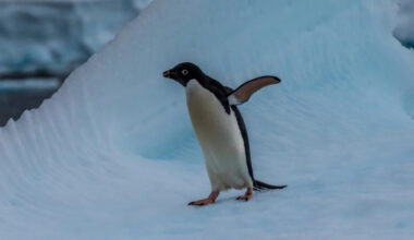 Pittsburgh Zoo’s Video of Penguins Playing in the Snow Will Make Your Heart Happy