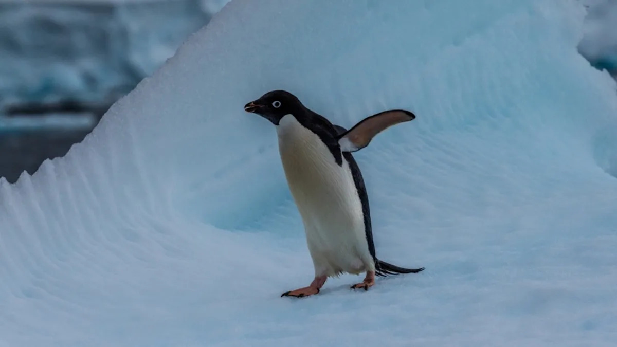 Pittsburgh Zoo’s Video of Penguins Playing in the Snow Will Make Your Heart Happy