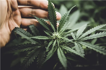 Another Footprint Added as Cannabis Retailer Continues Expansion