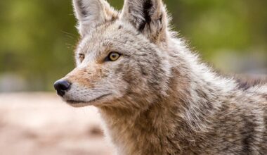 Person injured by coyote in Pennsylvania, police say