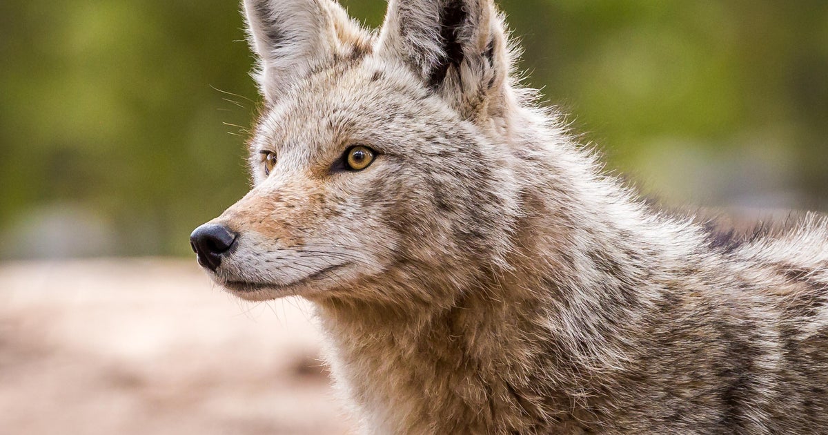 Person injured by coyote in Pennsylvania, police say