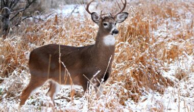 2 trophy bucks illegally killed in Pennsylvania, Game Commission says