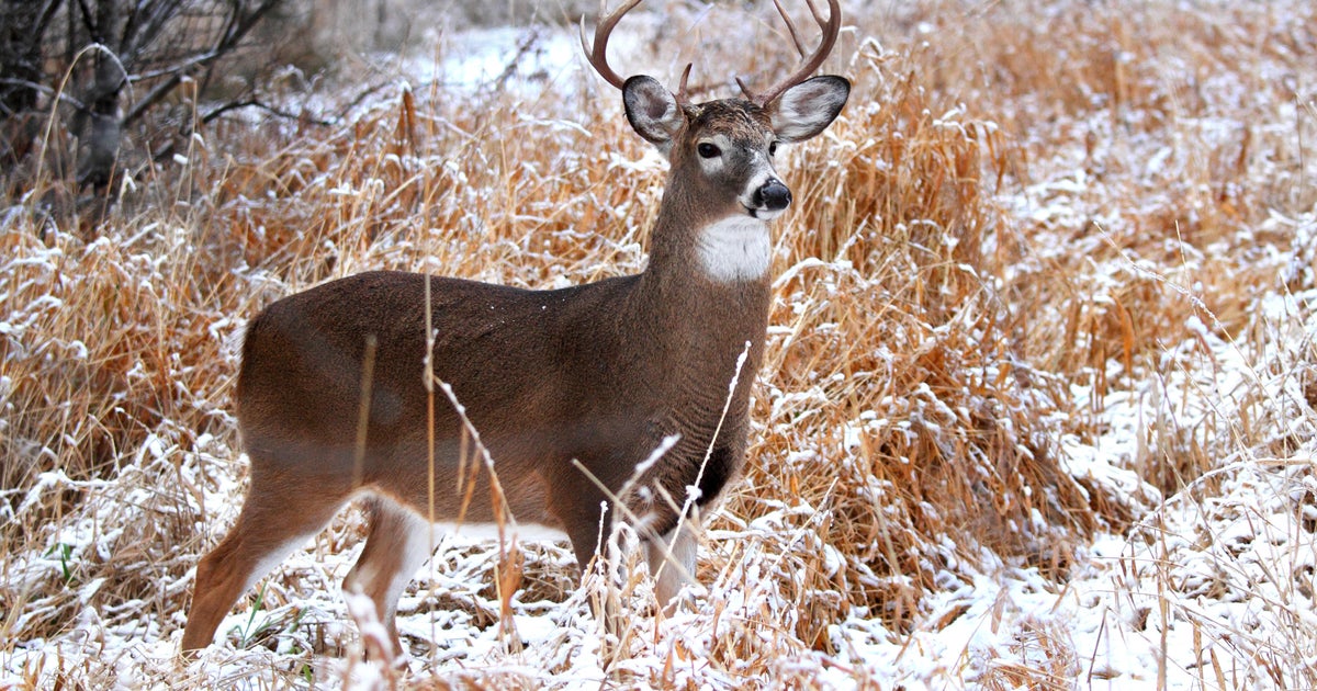 2 trophy bucks illegally killed in Pennsylvania, Game Commission says