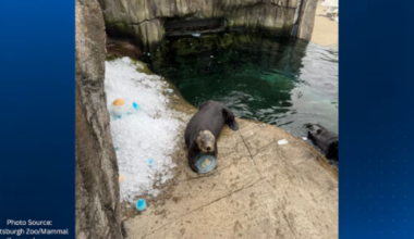 Pittsburgh Zoo sea otter turns 20