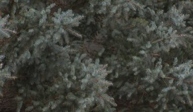 Allegheny County launches annual Christmas Tree Recycling Program – WPXI