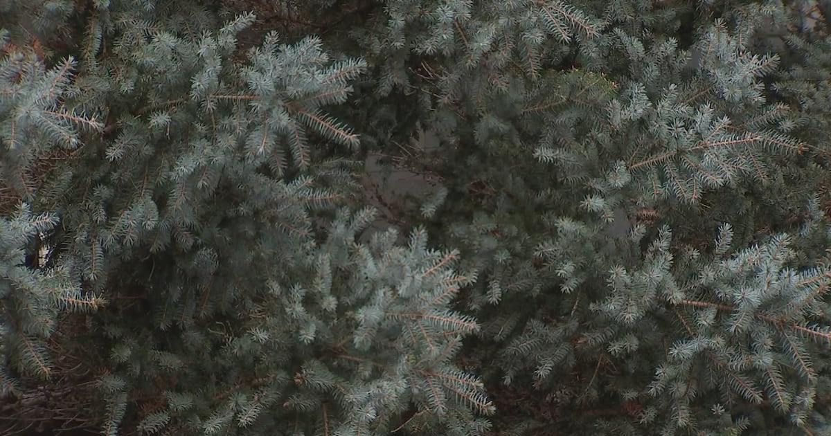 Allegheny County launches annual Christmas Tree Recycling Program – WPXI