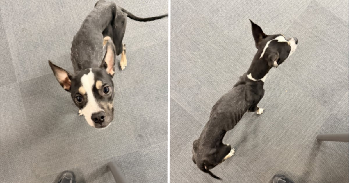 Emaciated dog abandoned in cage at Pittsburgh park; police looking for person responsible – WPXI