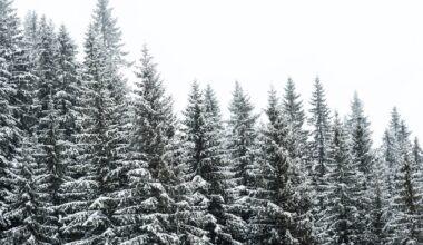 Will there be a white Christmas in Pittsburgh this year? – WPXI