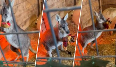 Search for Rex the wallaby after escaping NJ farm – NBC10 Philadelphia