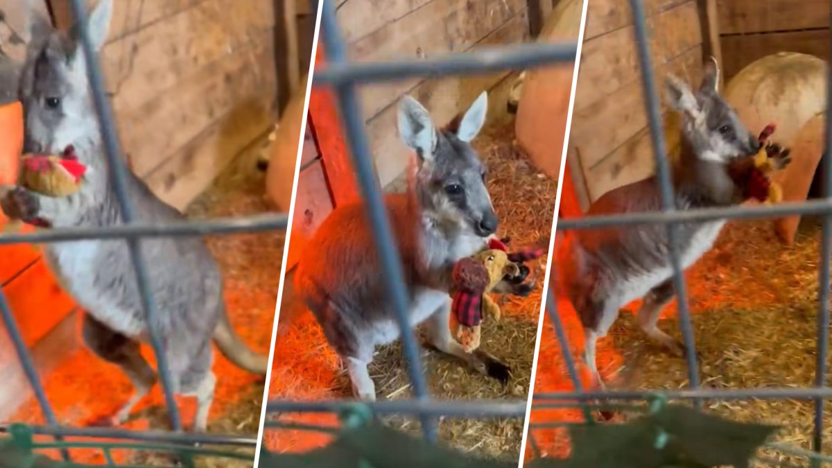 Search for Rex the wallaby after escaping NJ farm – NBC10 Philadelphia